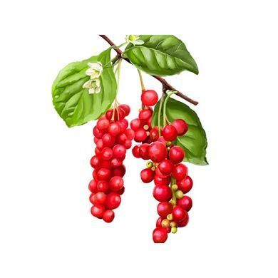 Органический лимонник китайский без спирта Hawaii Pharm (Schisandra Organic Alcohol-FREE) 120 мл купить в Киеве и Украине