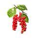 Органический лимонник китайский без спирта Hawaii Pharm (Schisandra Organic Alcohol-FREE) 120 мл фото