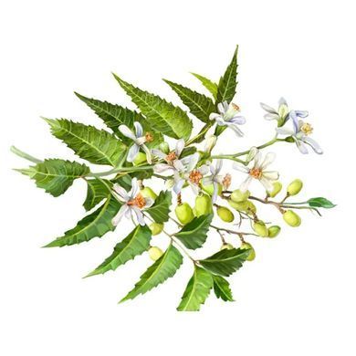 Hawaii Pharm Neem (Azadirachta indica) Alcohol-Free 120ml