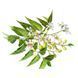 Hawaii Pharm Neem (Azadirachta indica) Alcohol-Free 120ml