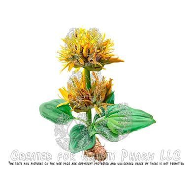Горечавка без спирта Hawaii Pharm (Gentian Alcohol-FREE) 60 мл купить в Киеве и Украине
