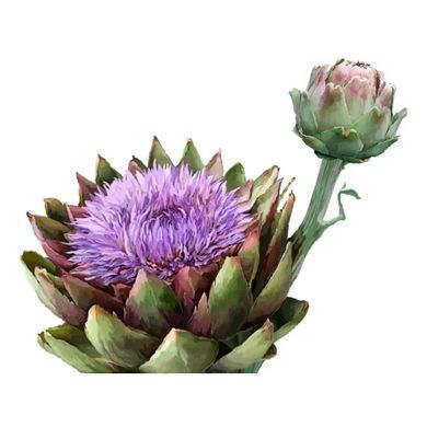 Hawaii Pharm Artichoke Organic Alcohol-Free, 60 ml