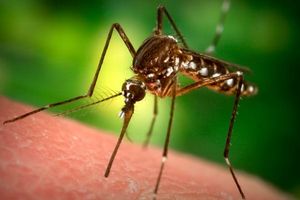 Способи захисту від комарів: порівняння органічних і хімічних варіантів
