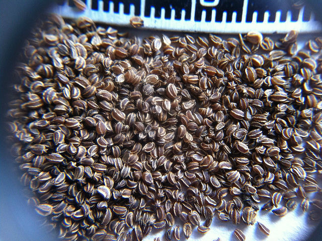 Семена сельдерея фото творожное семя